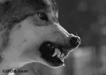 Black And White Wolf With Open Mouth GIF