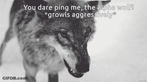 Black And White Wolf With You Dare Ping Me GIF