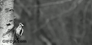 Black And White Woodpecker On Branch GIF