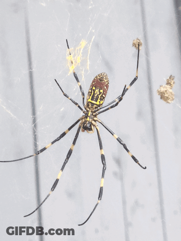 Black And Yellow Spider With Red Head GIF