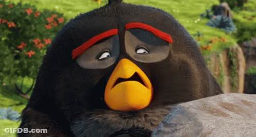 Black Angry Bird With Orange Beak On Rock GIF