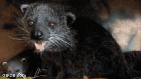 Black Animal With Mouth Open Looking At Camera GIF
