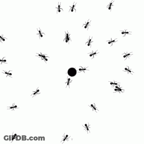 Black Ants Gathered Around Black Ball GIF