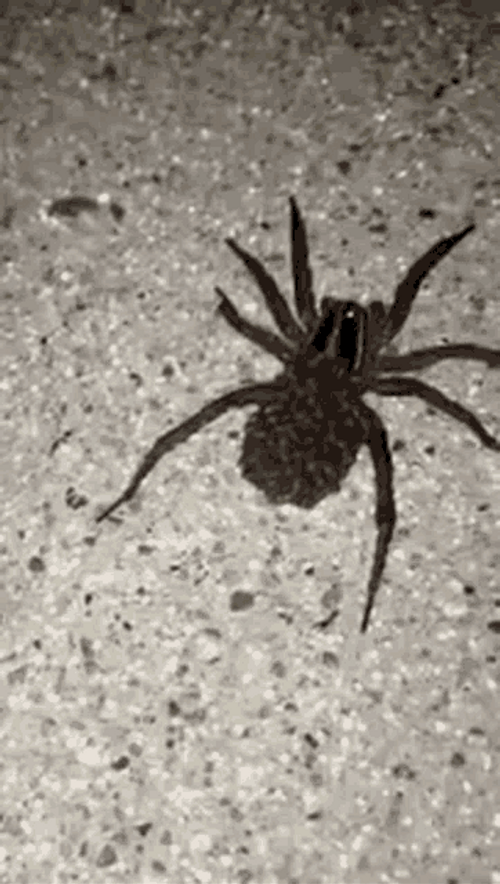 Black Ants Spider Form GIF