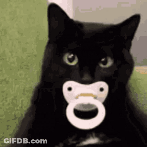 Black Baby Cat On A Pacifier GIF