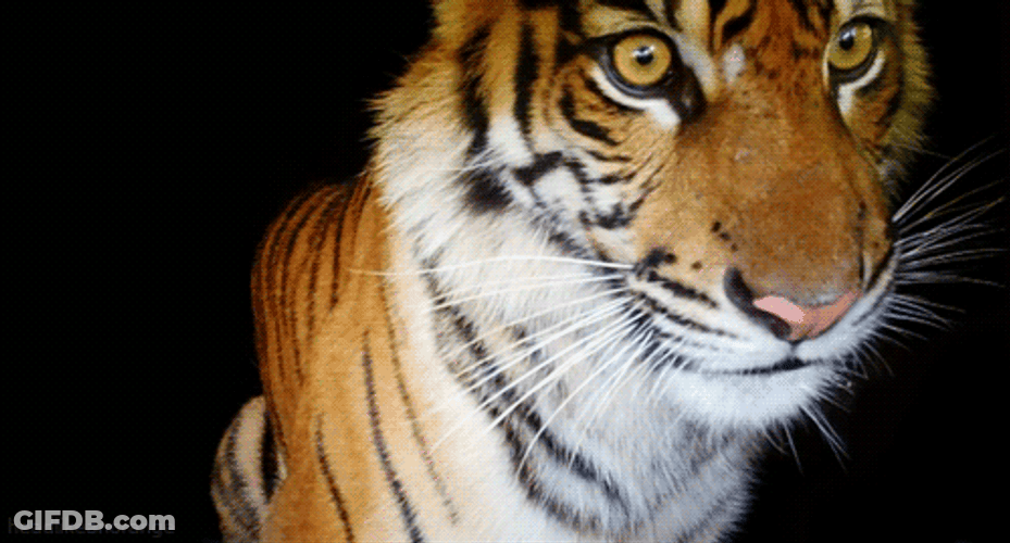 Black Background Confused Tiger GIF
