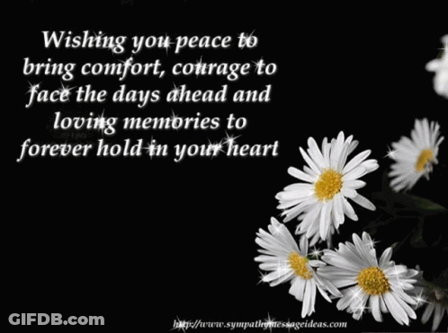 Black Background White Daisies Wishing You Peace GIF