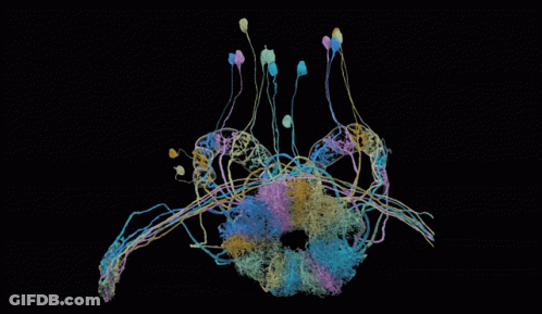 Black Background With Colored Lines GIF