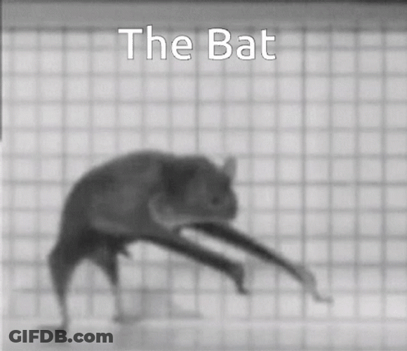 Black Bat Crawling Feet Like Digits GIF