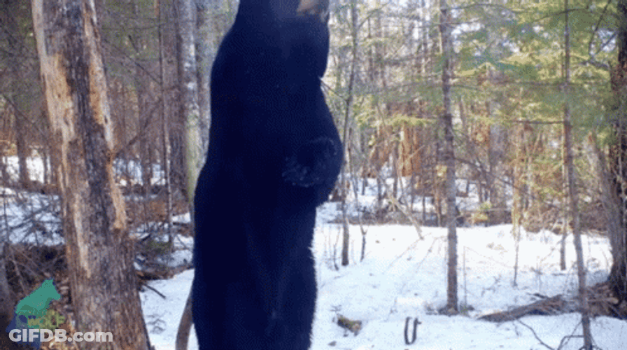 Black Bear Dancing Animal GIF