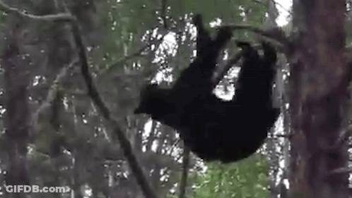 Black Bear Hanging From Tree Branch GIF
