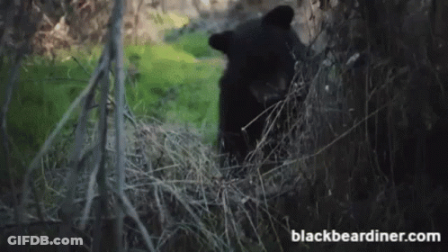 Black Bear Holding Yellow Frisbee In Woods GIF