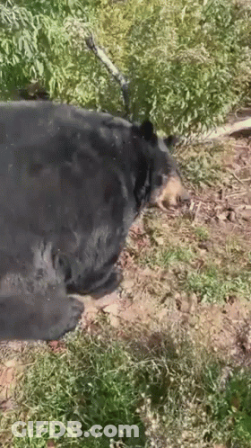 Black Bear Laying In Grass Near Tree Branch GIF