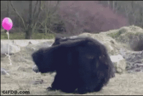 Black Bear Laying On Ground With Pink Balloon GIF