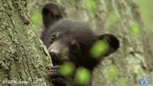Black Bear Peeking From Behind Tree Trunk GIF