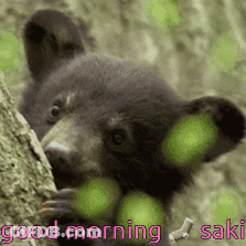 Black Bear Peeking Out With Good Morning Saki GIF