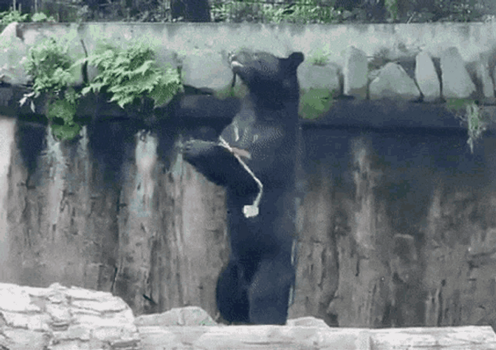 Black Bear Playing Chako GIF