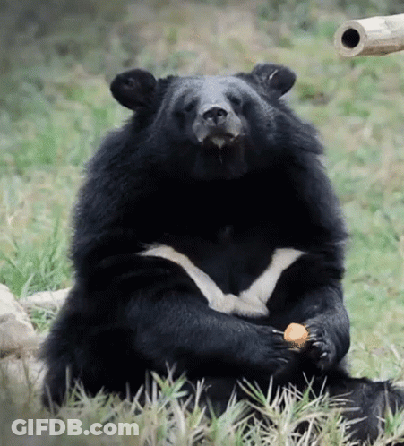 Black Bear Sitting In Grass Eating Fruit GIF