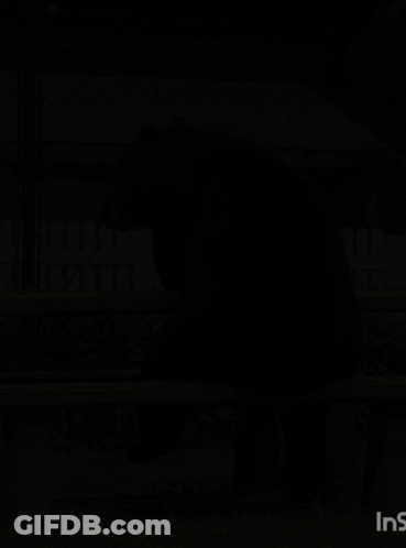 Black Bear Sitting On Bench With Letters INS GIF