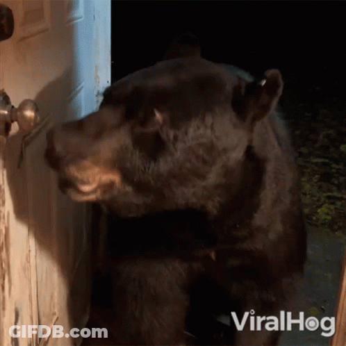 Black Bear Standing In Front Of Door With Viralhog GIF