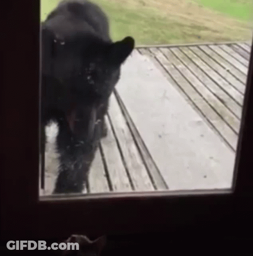Black Bear Standing On Porch Looking Out Window GIF
