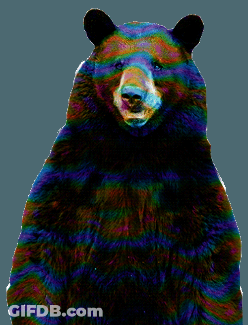 Black Bear Tripping GIF