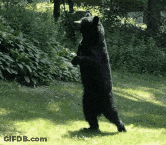 Black Bear Walking GIF