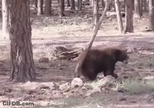 Black Bear Walking Through Forest With Stick GIF