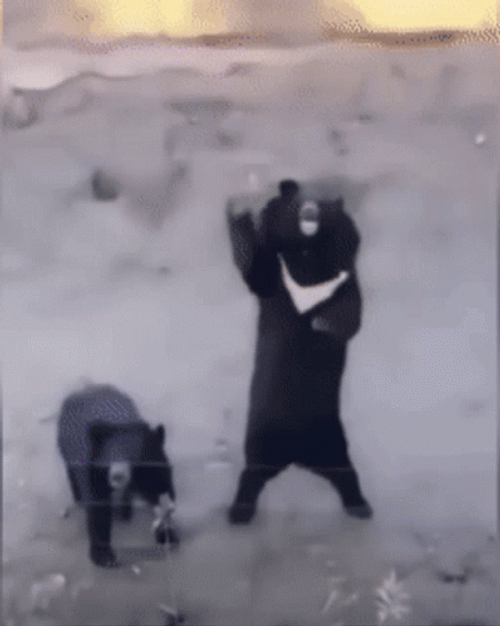 Black Bear Waving Inside The Fence GIF