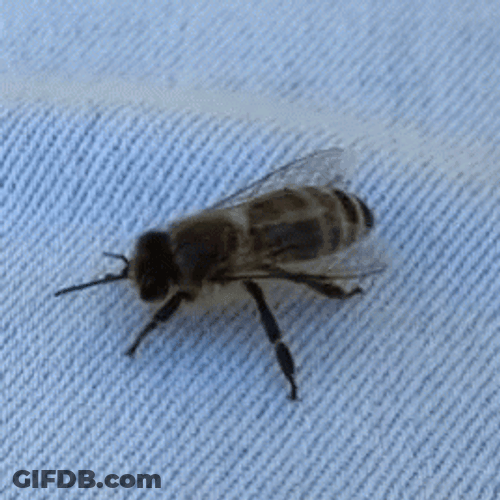 Black Bee Meme GIF