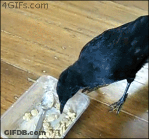 Black Bird Eating Food From Plastic Container With Spoon GIF