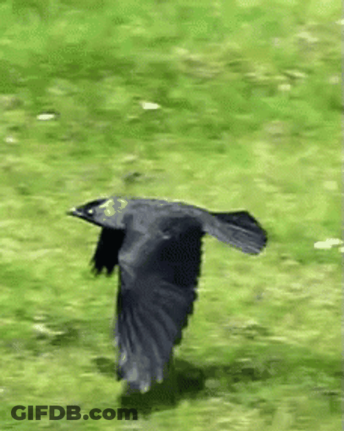 Black Bird Flying GIF
