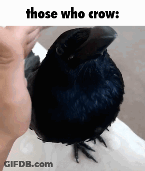Black Bird Held In Hand Those Who Crow GIF