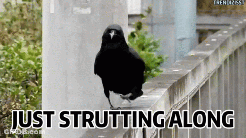 Black Bird Just Strutting Along GIF