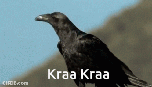 Black Bird Kraa Kraa GIF