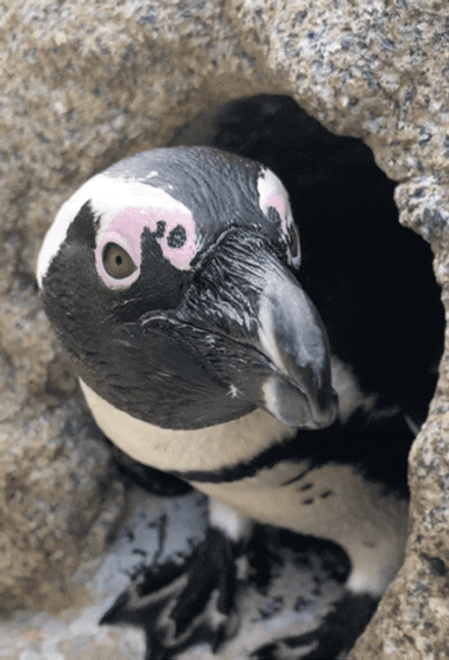 Black Bird Looking For Something GIF