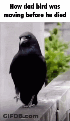Black Bird On Fence Saying How Dad Bird Was Moving Before He Died GIF