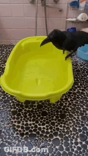 Black Bird On Yellow Bathtub GIF