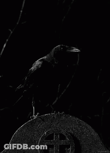 Black Bird Perched On Gravestone GIF