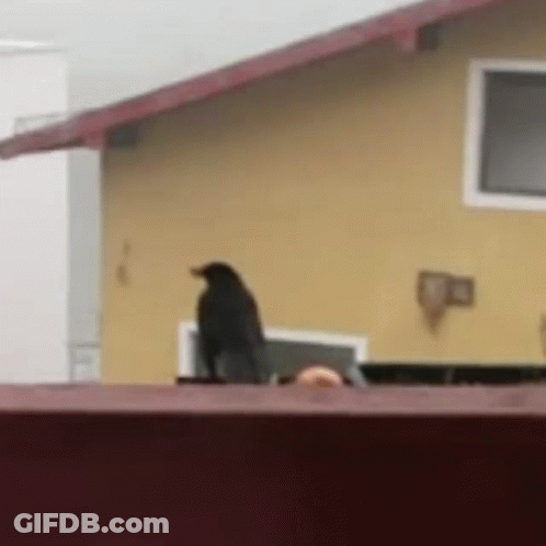 Black Bird Perched On Side Of House GIF