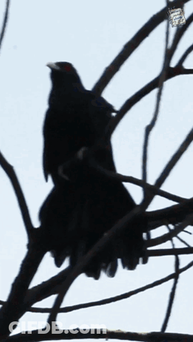 Black Bird Perched On Tree Branch GIF