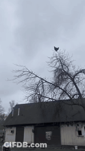 Black Bird Perched On Tree Branch GIF