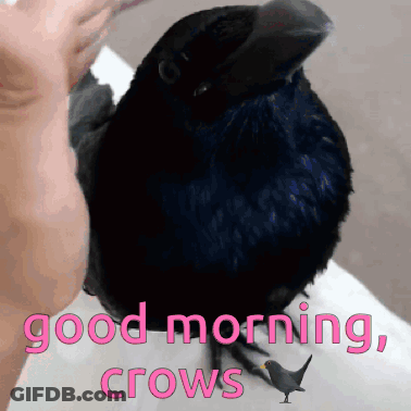 Black Bird Sitting On Arm Saying Good Morning Crows GIF
