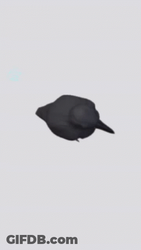 Black Bird Sitting On Gray Background GIF