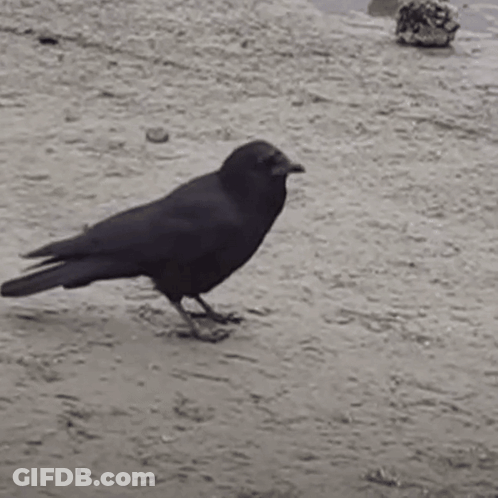 Black Bird Standing On Dirt Ground GIF