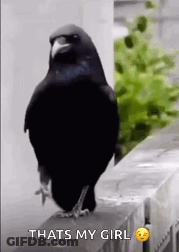 Black Bird Standing On Fence Says That's My Girl GIF