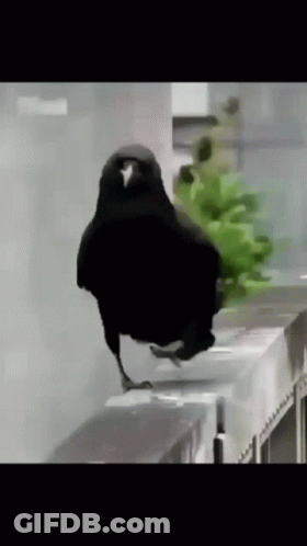 Black Bird Standing On Ledge Next To Plant GIF