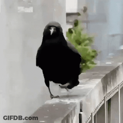 Black Bird Standing On Ledge With Plant In Beak GIF