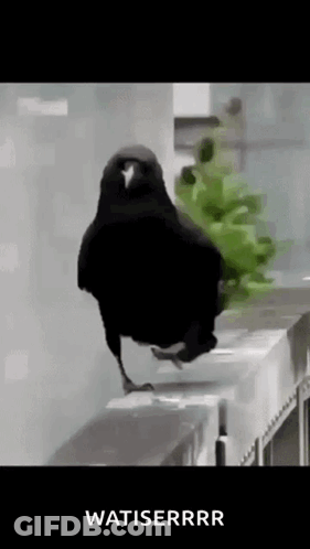Black Bird Standing On Railing Next To Plant Saying Watisrrr GIF