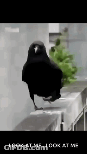 Black Bird Standing On Railing Saying Look At Me Look At Me GIF
